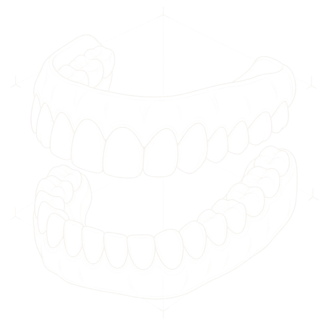 Illustration of upper and lower teeth